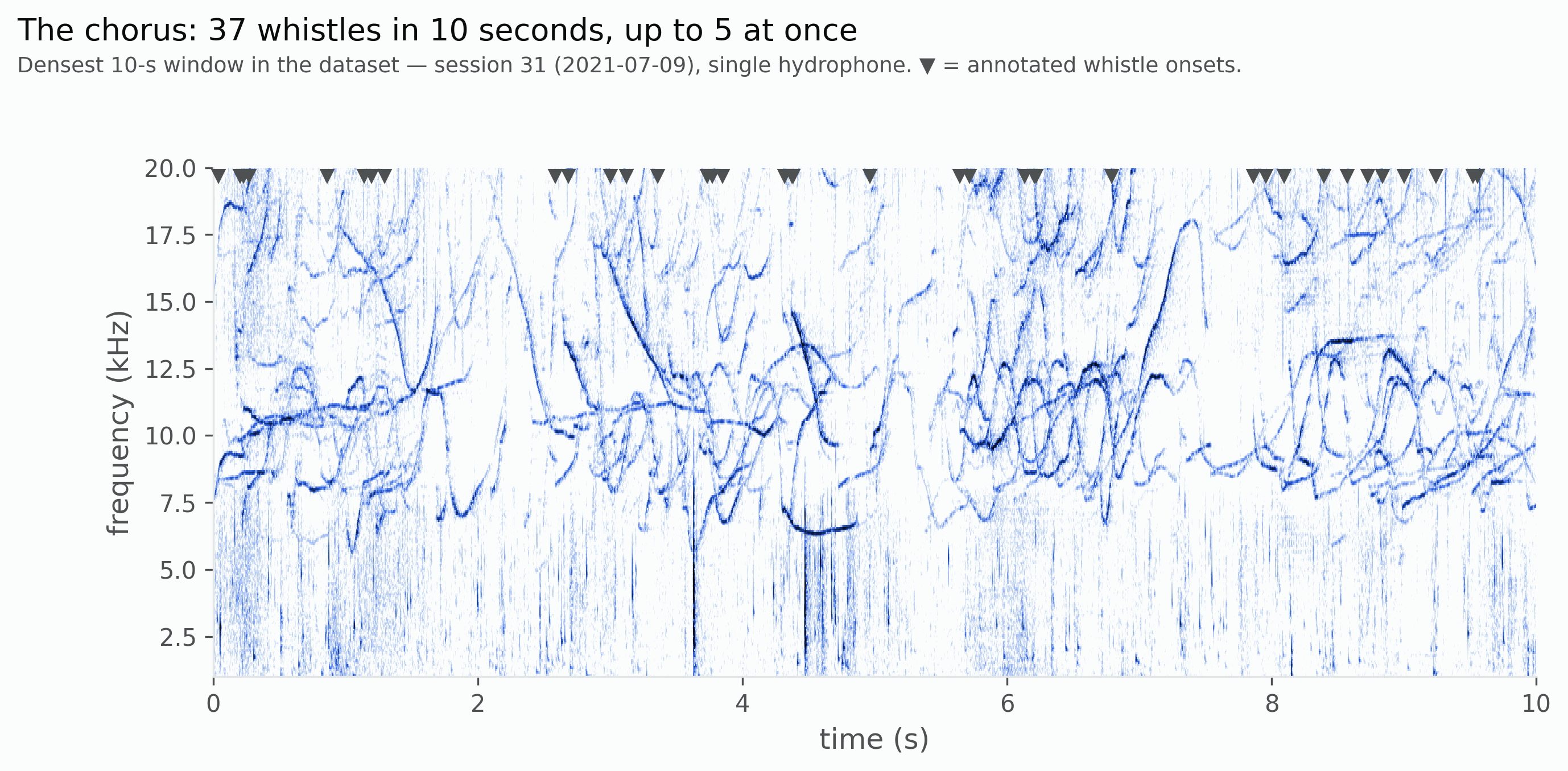 Spectrogram of a dense dolphin chorus showing overlapping whistle contours